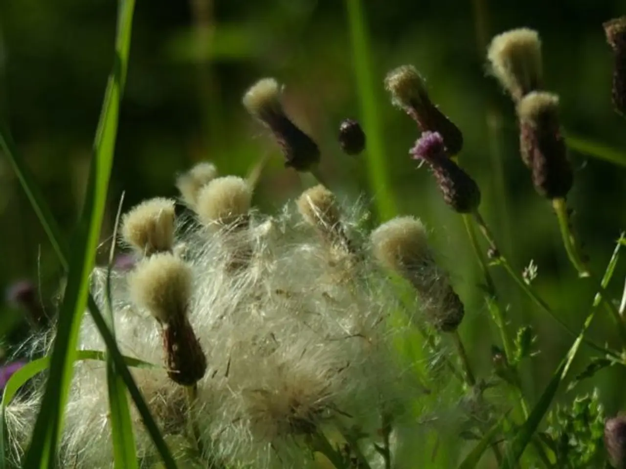 Agriculturists make their land available for climate change adaptability