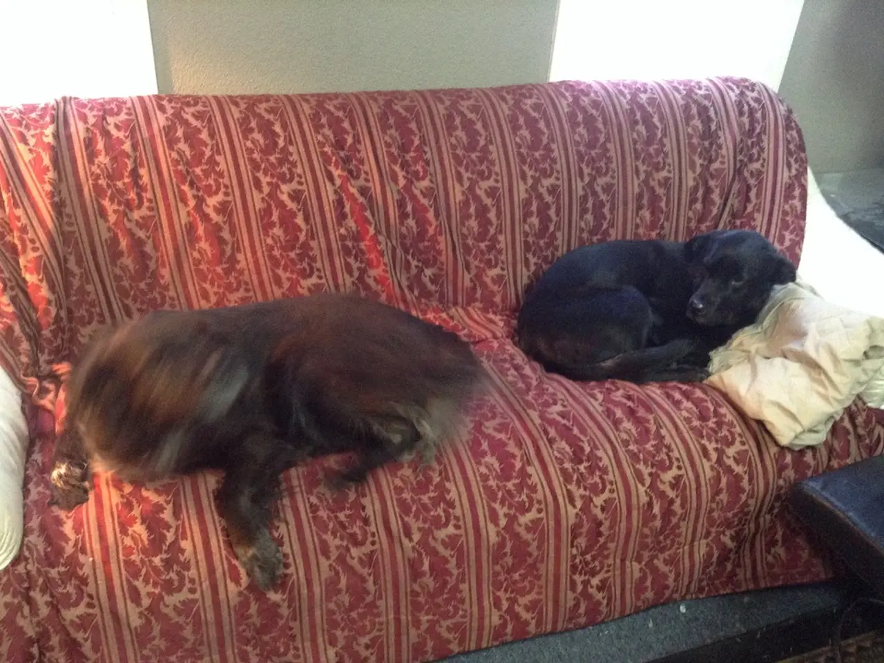 Insurance costs for pets continue to increase, according to CRIF's recent report