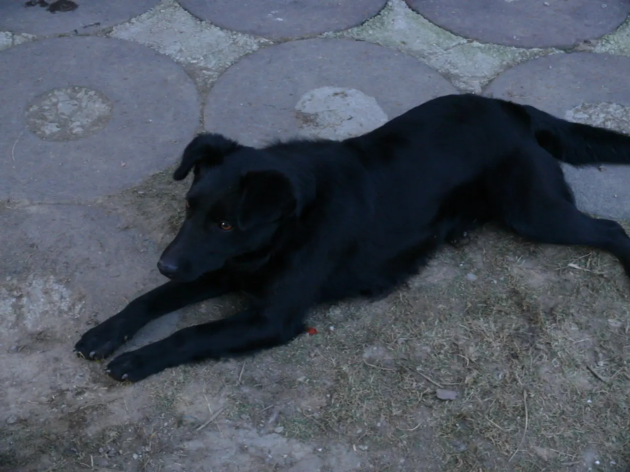 Potential Drop in Doge Costs Reveals Possible Investment Chance