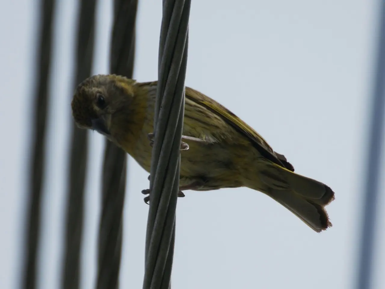 In this image we can see a bird standing on the cable.
