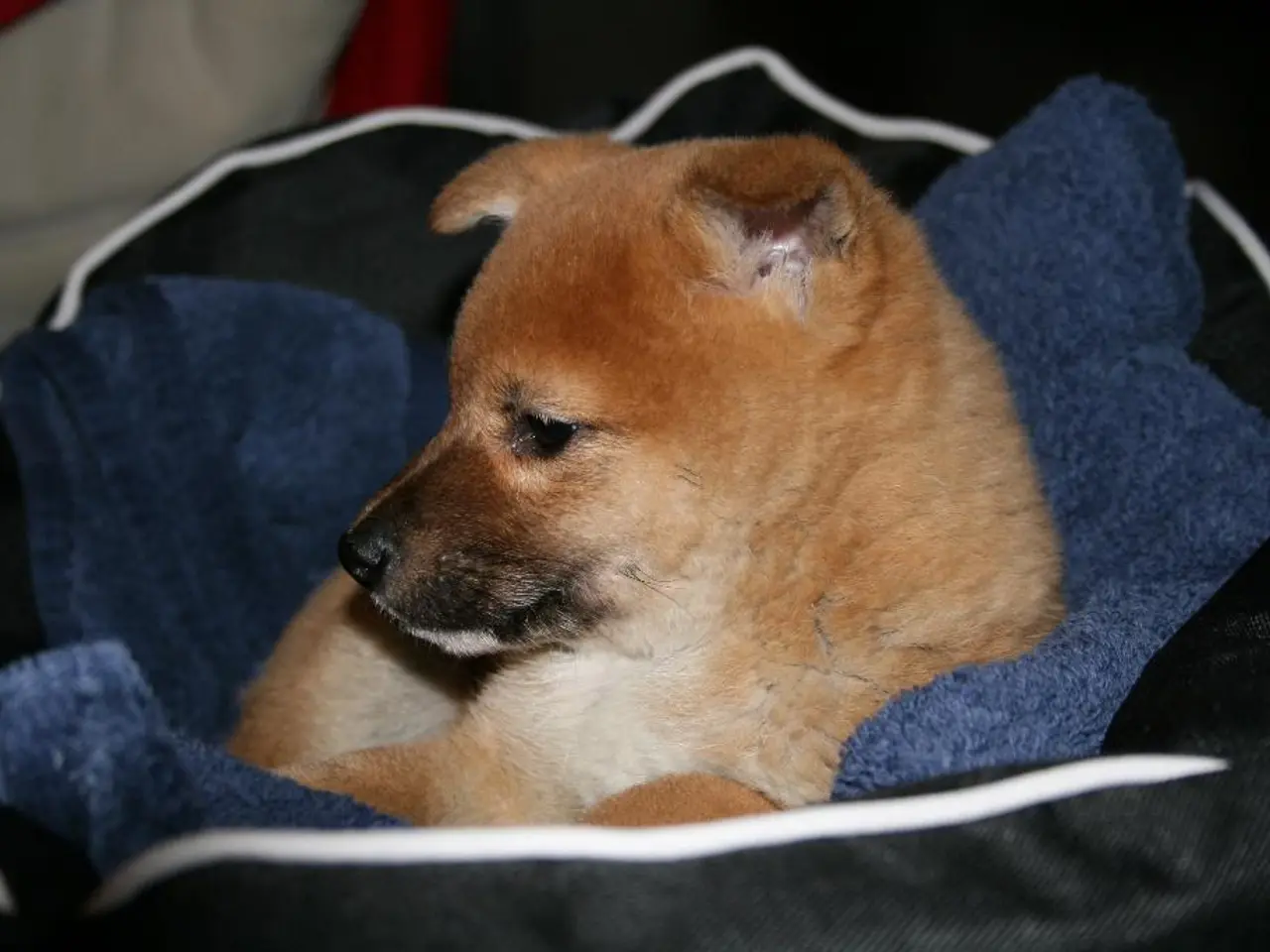 In this picture I can observe a puppy in the middle of the picture. This puppy is in brown and...