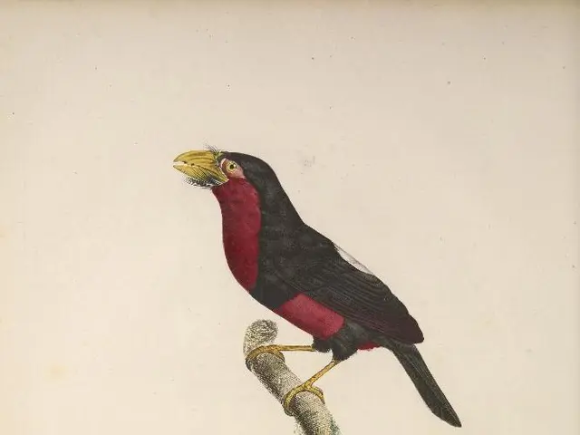 Forest raiders nab songbirds in Miami woodlands