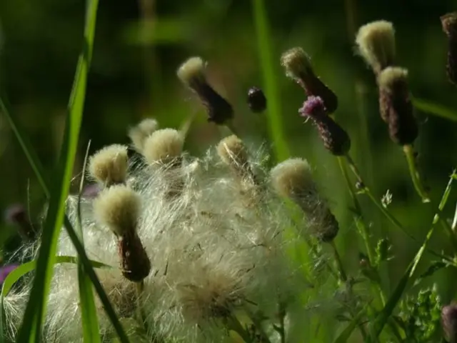 Agriculturists make their land available for climate change adaptability