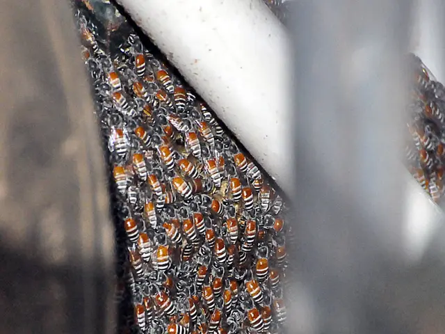 Economics of Ambrosia: Honey's Wealth Impact in Antiquity and Today