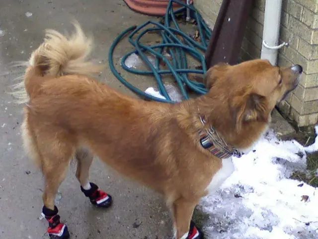 Anticipated Value Changes for Dogecoin on June 29th