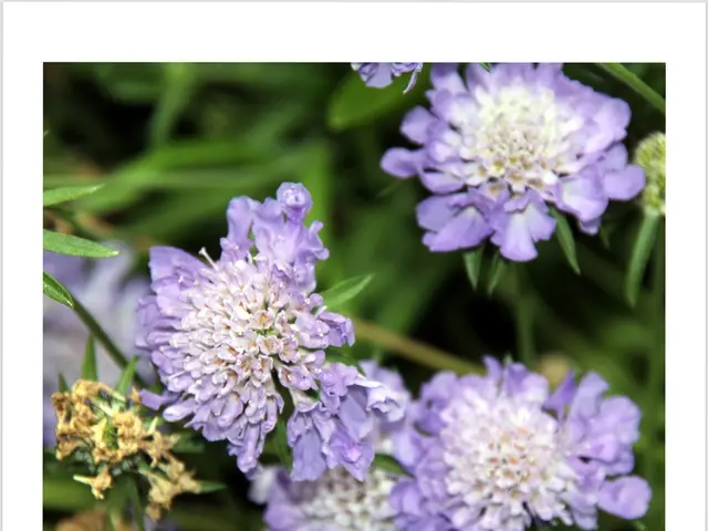 Renowned 'Bee-Bee' Train Makes a Comeback in Taiwan