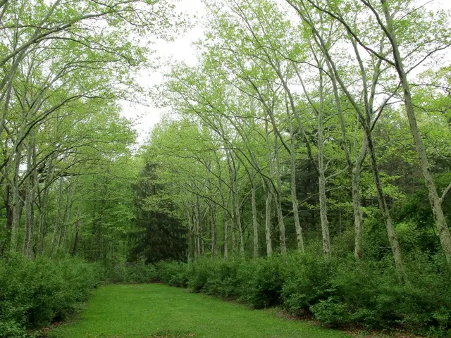 Connecting Financial Resources and Amazon Forest Preservation: Bridging Capital Markets and Forest...