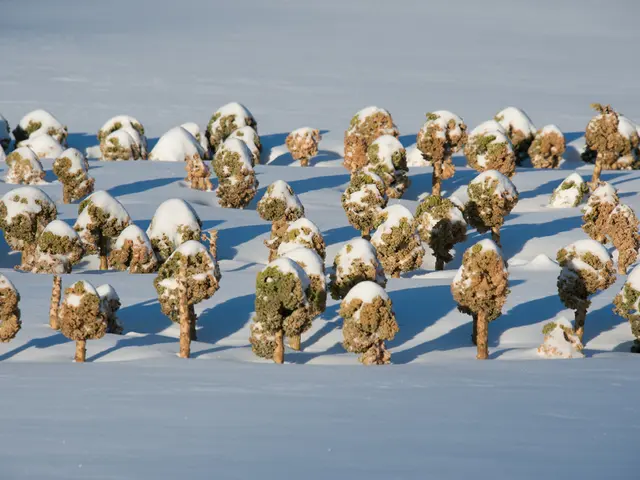 Distinguishing Synthetic versus Natural Snow: Unveiling Four Key Differences