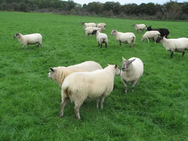 Solar Sheep Grazing under Photovoltaic Panels