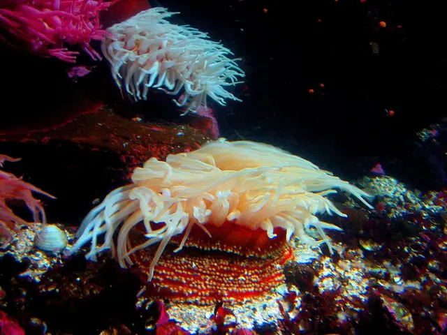 Council of Privy Advisors rejects petition concerning Bahamian trust valued at 400 million US...