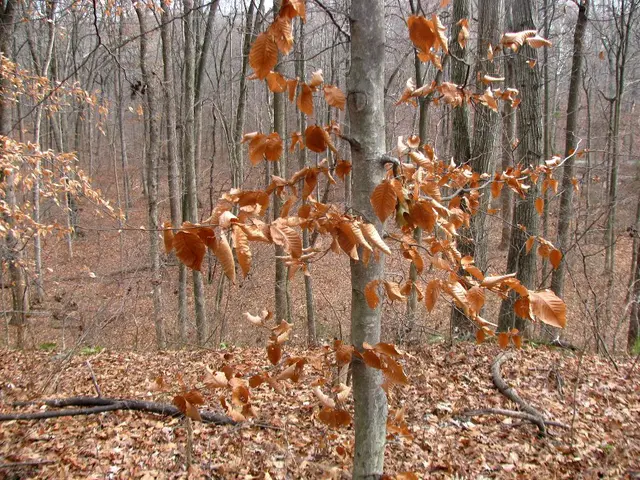 Exploring the Forest-based Industry in Brown County