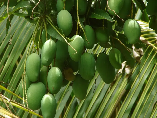 Comprehensive Walkthrough for Mango Cultivation in India for Newbie Farmers