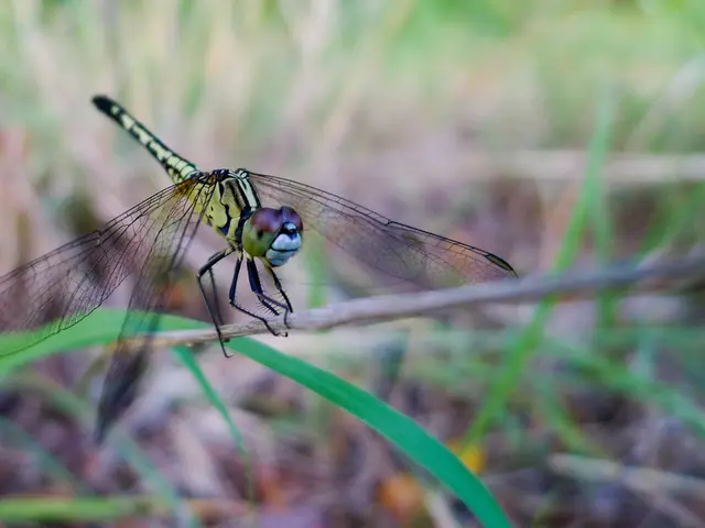 Adobe asserts that its AI tools are secure for commercial use, but is this assertion substantiated?