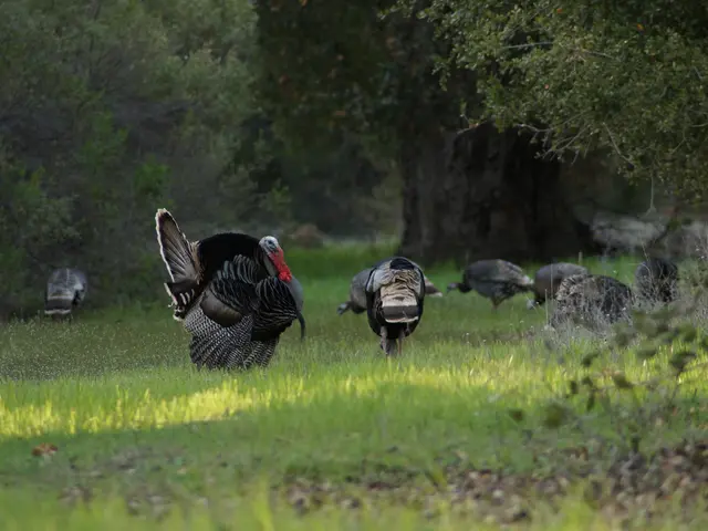 Turkey experiences a decline of three.