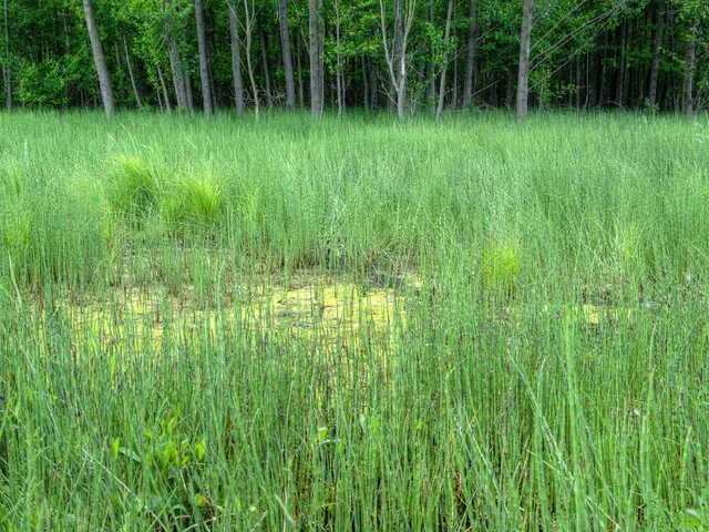 Geauga County's Timber-Based Economy