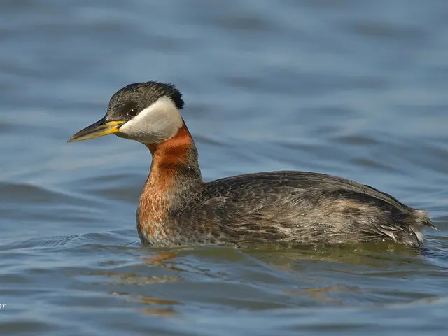 Sudden departure from medical practice