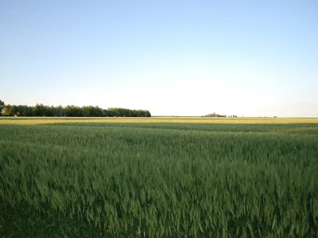 Energy-producing solar panels coexist harmoniously with rice fields, maintaining their crop...