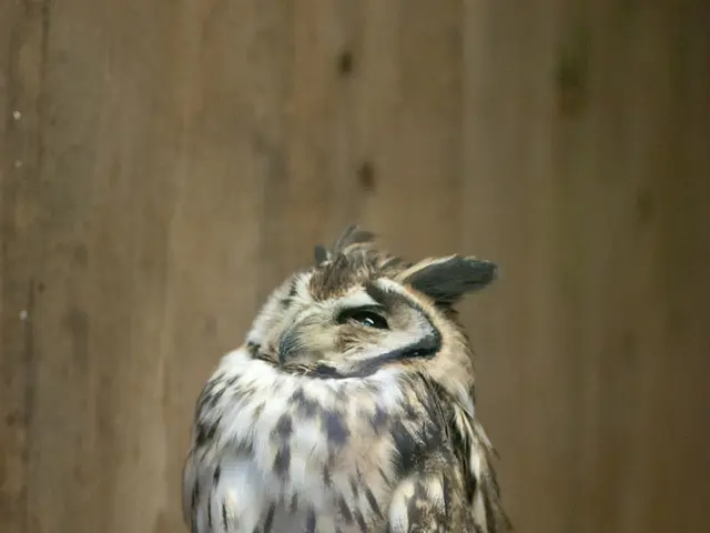 Festival in the Northern Part of OWL Results in Accumulated Debts