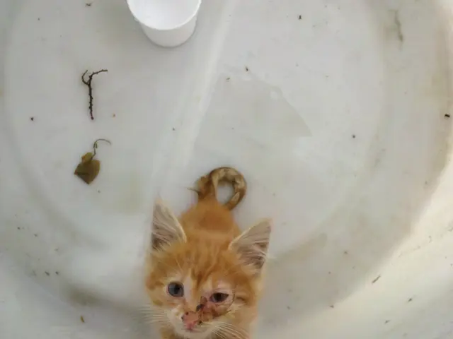 Scrapped gas boiler ban: Government announce they will not mandate the removal of functioning...