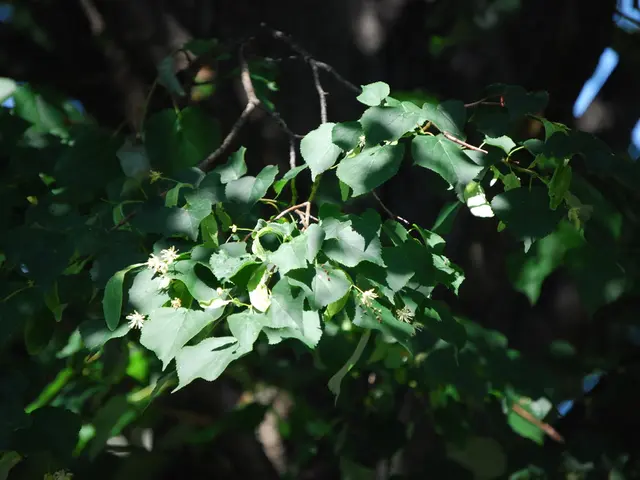 Ripple Gains Back Securities Exemption Following SEC's Revocation of 'Unfavorable Participant' Tag