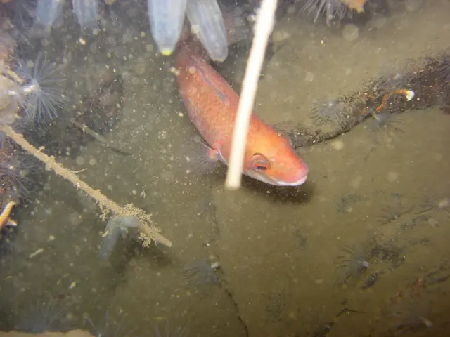 Agricultural Venture in Catla Fish Farming: A Promising Path for Farmers to Enhance Their Finances