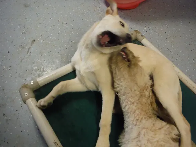 Prepared for a Significant Jump: Dogecoin's $1 Target seems Within Reach?