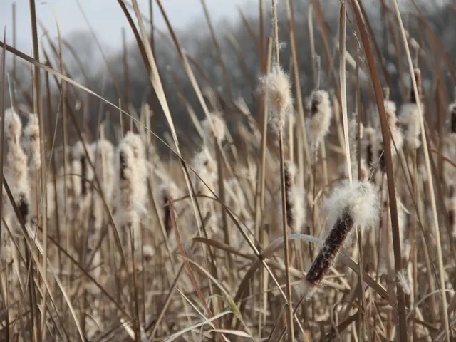India maintains reduced cotton tariffs amid escalating U.S. tariffs causing greater impact than...
