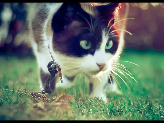 Red Cat Holdings Plans to Launch a Public Sale of Common Shares