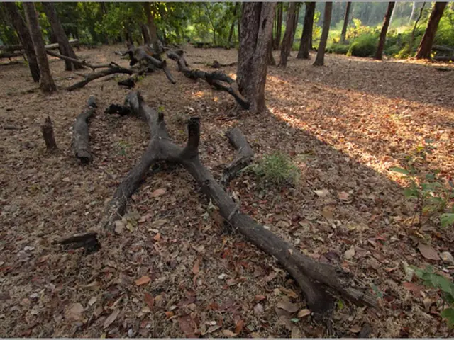 Launch of pioneering carbon capture plant initiated at Metsä Group mill