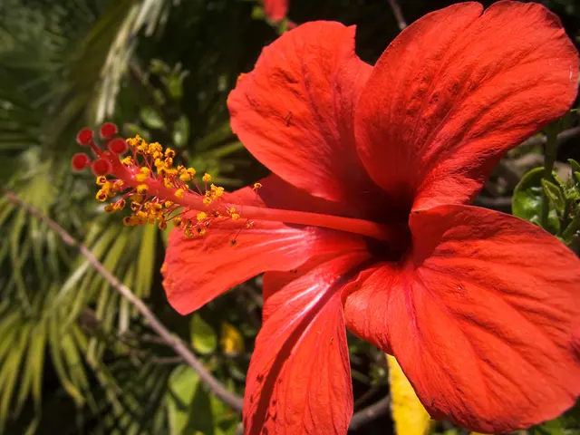 In this image we can see one red color Hibiscus flower, some plants, one petal and stems.